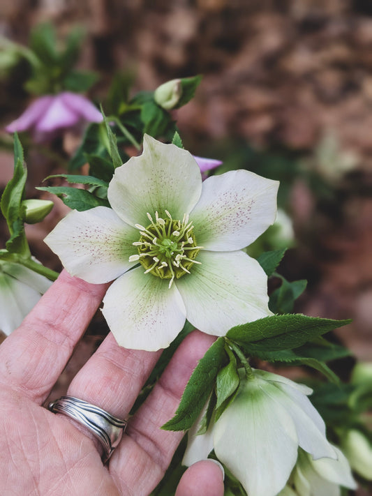 Hello Spring!